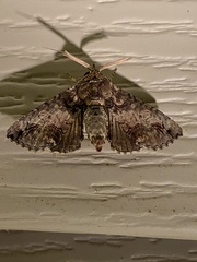 Paectes abrostoloides