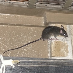 Rattus rattus