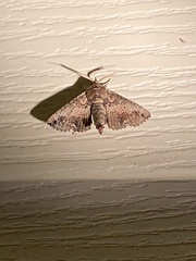 Paectes abrostoloides