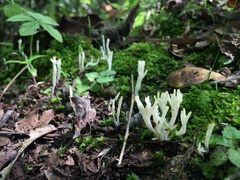 Clavariaceae