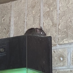 Rattus rattus