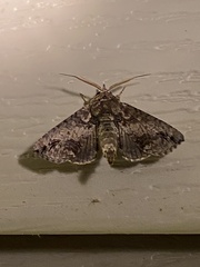 Paectes abrostoloides