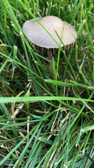 Panaeolus foenisecii