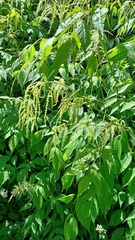 Aruncus dioicus