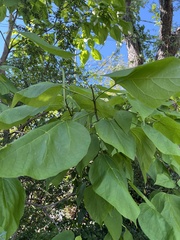 Catalpa