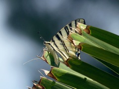 Iphiclides podalirius