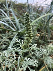 Ambrosia chamissonis