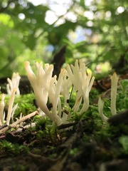 Clavariaceae
