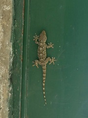 Tarentola mauritanica