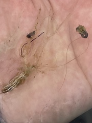 Eriocaulon aquaticum