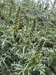 Ambrosia chamissonis