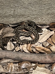 Thamnophis marcianus