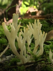 Clavariaceae