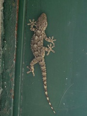 Tarentola mauritanica