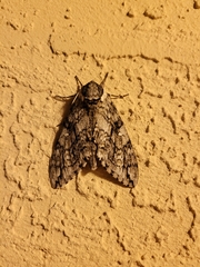Ceratomia undulosa
