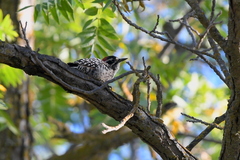 Dryobates nuttallii