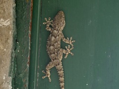 Tarentola mauritanica