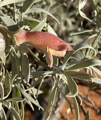Eremophila pterocarpa