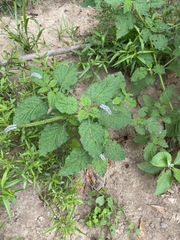 Heliotropium indicum