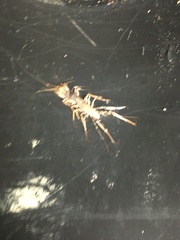 Lithobius forficatus