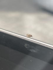 Clastoptera obtusa