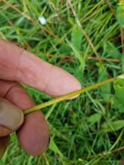 Persicaria sagittata