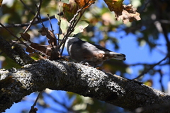 Sitta carolinensis