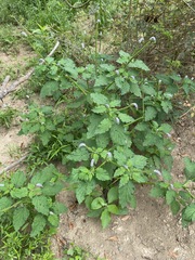 Heliotropium indicum