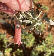 Eremophila pterocarpa