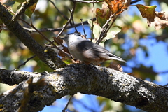 Sitta carolinensis