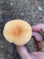 Lactifluus hygrophoroides