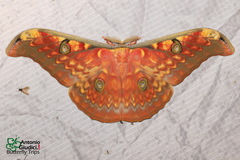 Antheraea larissa