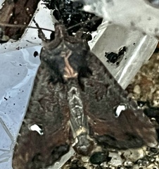 Helotropha reniformis