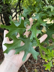Quercus buckleyi