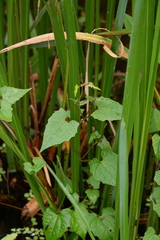 Mikania scandens