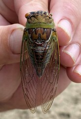 Megatibicen pronotalis