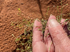 Eremophila pterocarpa