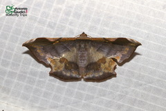 Fascellina