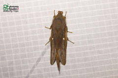 Suana concolor