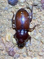 Phorticosomus