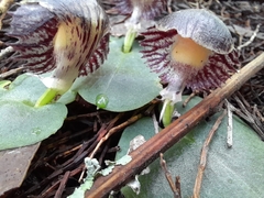 Corybas diemenicus