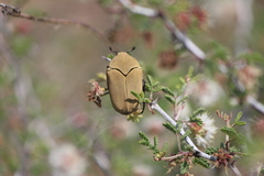 Hologymnetis cinerea
