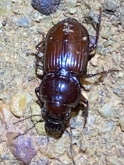 Phorticosomus