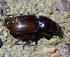Phorticosomus