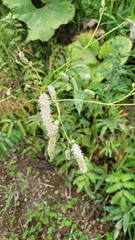 Sanguisorba tenuifolia