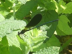 Calopteryx haemorrhoidalis