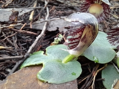 Corybas diemenicus