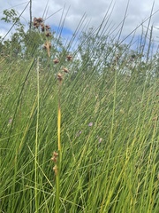 Cladium mariscoides