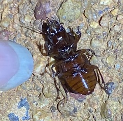 Phorticosomus
