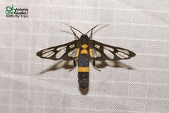 Amata sperbius